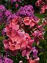 Phlox Pastorale